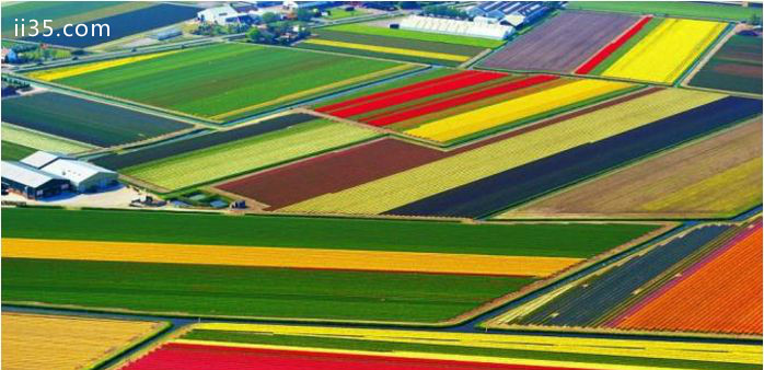 在荷兰,开花郁金香球茎的颜色是一个典型的景观.